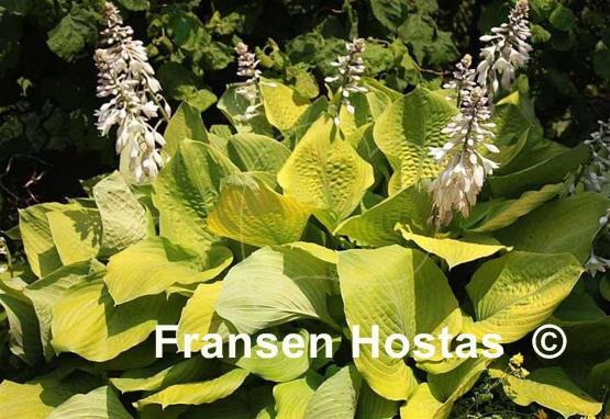 Hosta Glen Luminaria